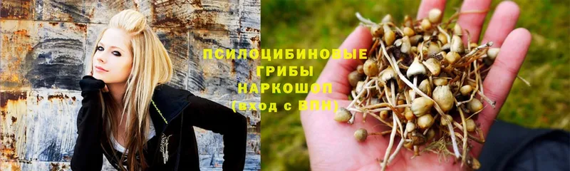 Галлюциногенные грибы Magic Shrooms  Моршанск 